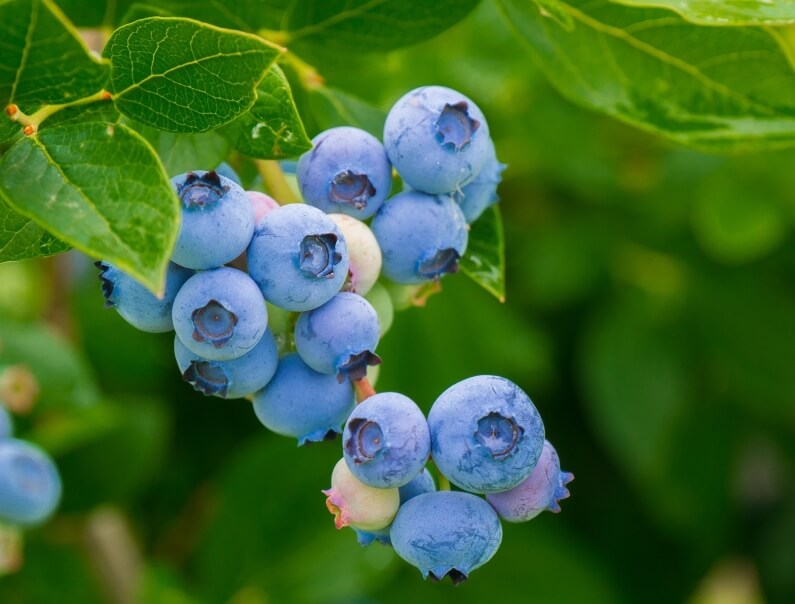 VACCINIUM - BLUEBERRY - 