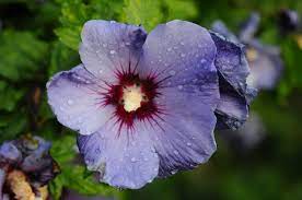 HIBISCUS SYRIACUS OISSEAU BLUE