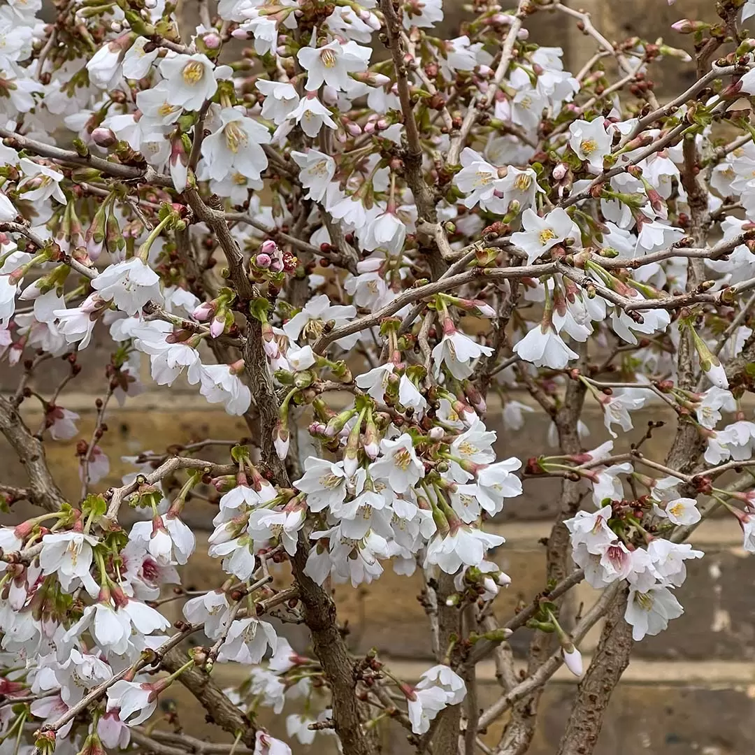 PRUNUS INCISA KOJO NO MAI