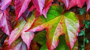 PARTENOCISSUS TRICUSPIDATA ROBUSTA