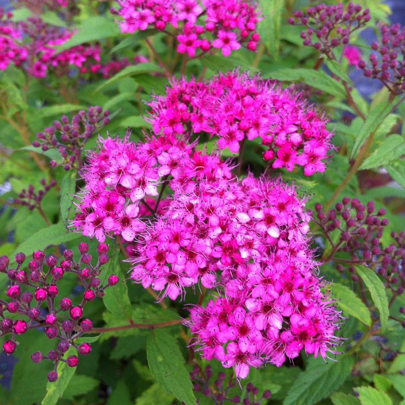 SPIRAEA BUMALDA ANTONY WATERER