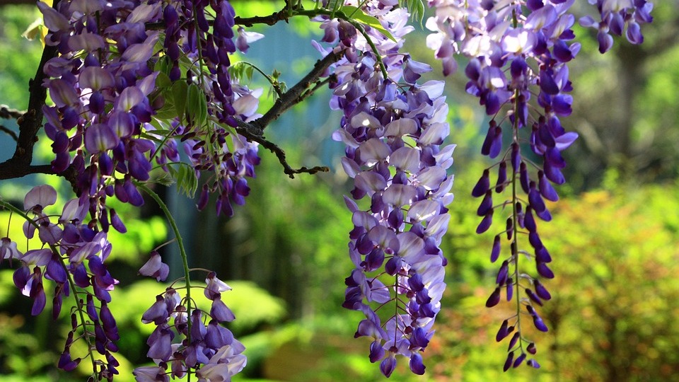 WISTERIA 
